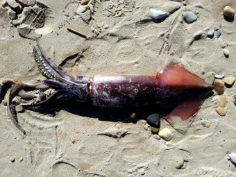 Aparece muerto un calamar de 6 kg en la playa de Santa Marina en Ribadesella