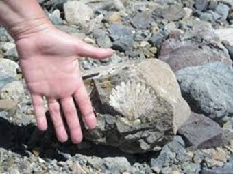 Presentación de nuevos géneros y especies de bivalvos jurásicos