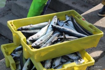 Un día de costera de Xarda (Verdel) en Llastres.