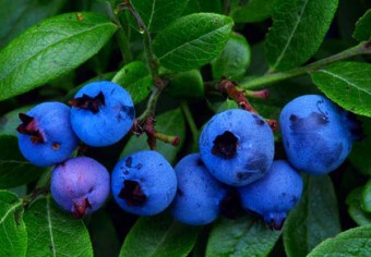 DOMINGO DIA DE JUPITER ,DEL COLOR AZUL