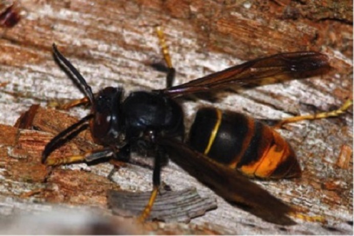 Grupo de Vigilancia formado por vecinos voluntarios contra la avispa asiática