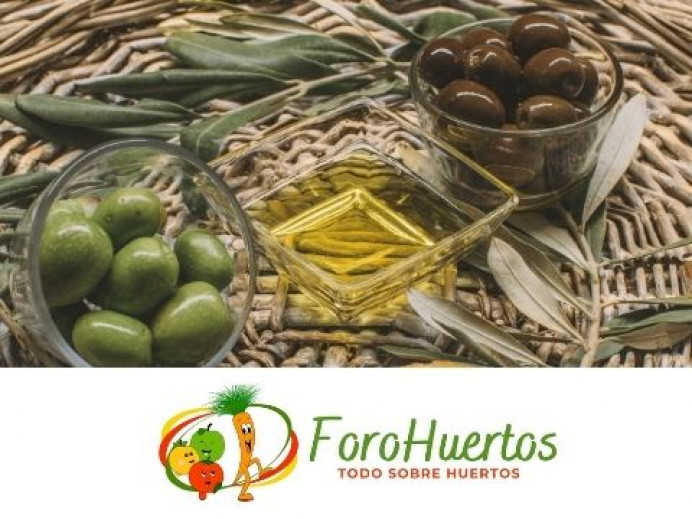 Aceite de oliva, fuente de vida