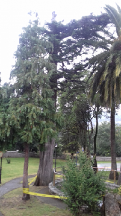 Un rayo tala un árbol del Parque D. Hernán Pérez Cubillas, en Colunga