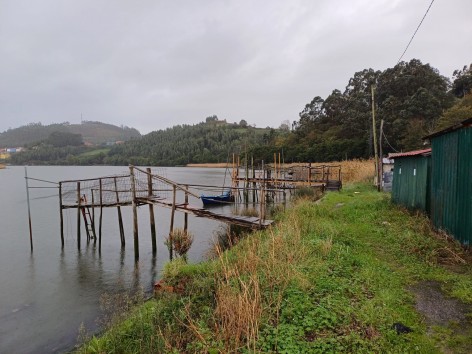Ecologistas de Asturias: Acabó la campaña de la pesca de la angula, una especie que llevamos a su desaparición