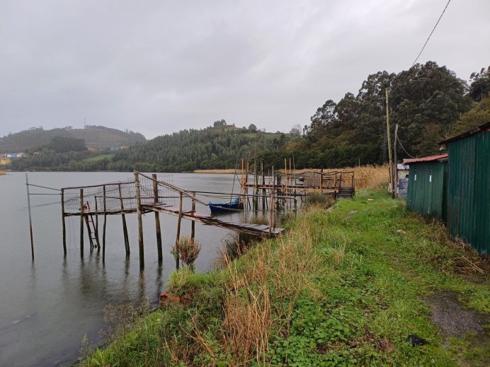 Ecologistas de Asturias: Acabó la campaña de la pesca de la angula, una especie que llevamos a su desaparición Ecologistas de Asturias: Acabó la campaña de la pesca de la angula, una especie que llevamos a su desaparición