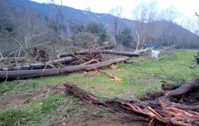 Llanes, retirados varios árboles cauce del río Bedón
