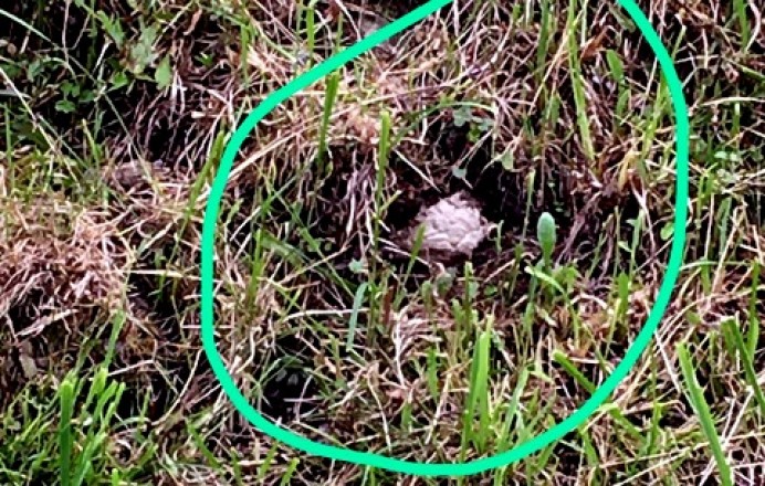 Llanes, alerta construcción de nidos de avispa asiática