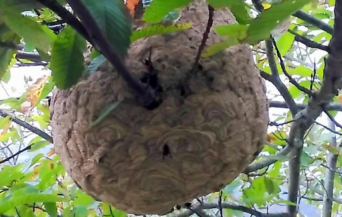 Avisos nidos avispa asiática Principado y Ayuntamiento