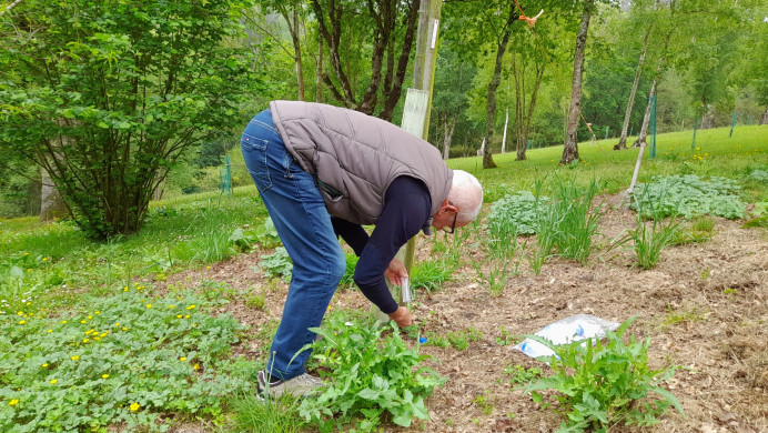 Llanes combate a la avispilla del castaño con la suelta del parasitoide Torymus sinensis.
