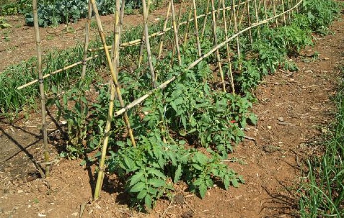 Apertura plazo de inscripciones adjudicación huertos urbanos