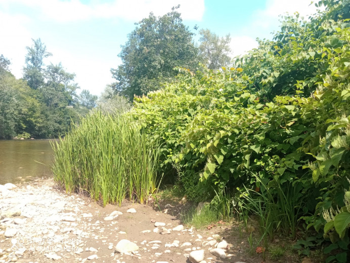 Ecologistas de Asturias: El bambú japonés invade el Sella