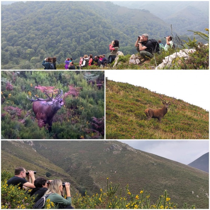 La magia de la berrea del venado regresa a la Sierra de Peñamayor La magia de la berrea del venado regresa a la Sierra de Peñamayor