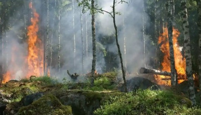 El Gobierno de Asturias apoya con cinco millones la creación de masas forestales y la protección del monte frente a los incendios.