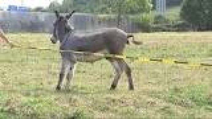 Sorteo La gran cagada del burro Ringo