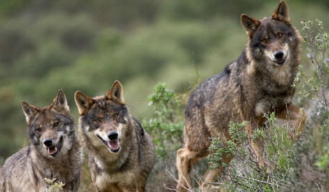 PACMA, sobre la caza de lobos en Los Picos de Europa: se nota que el lobo no vota