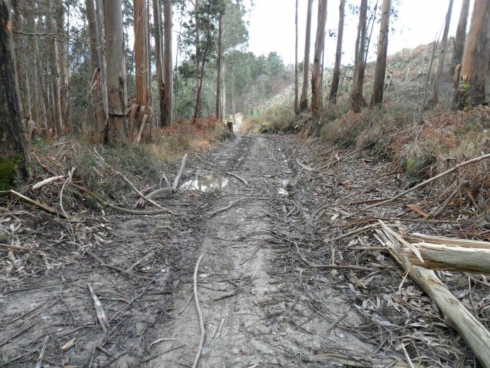 El Ayuntamiento de Llanes ultima las obras de mejora del camino de Llaceras, en Sierra Plana de La Borbolla
