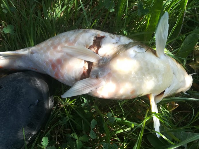 Una lacra que no cesa