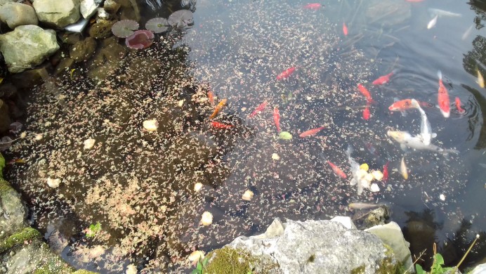 Las Carpas del Estanque del Parque D. Hernán Pérez Cubillas