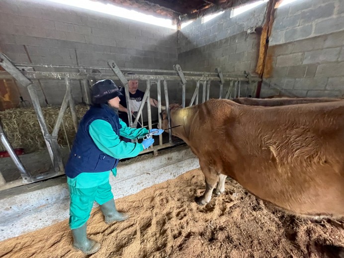 Detectados casos de lengua azul en vacas de Las Regueras y Ribadesella
