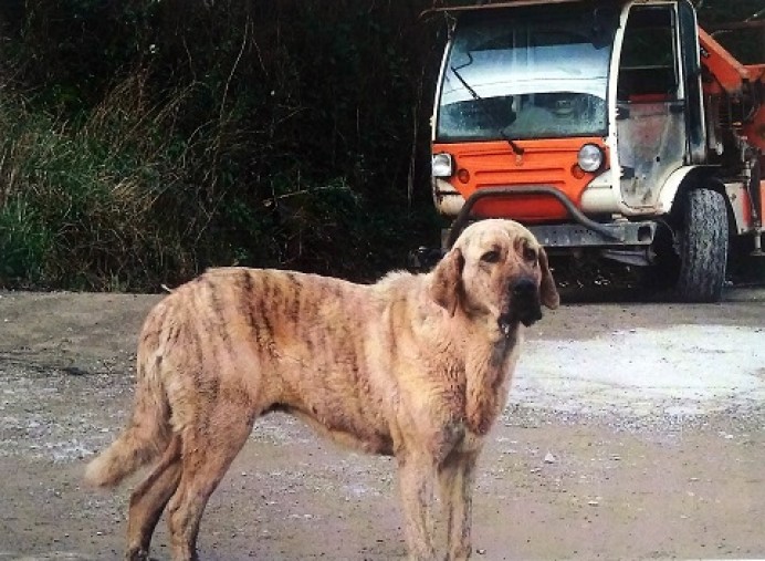 En la zona de Loroñe ha aparecido este perro adulto de raza mastín
