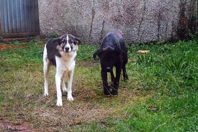 Recogidos dos perros en la zona de Muebles Malga en Colunga