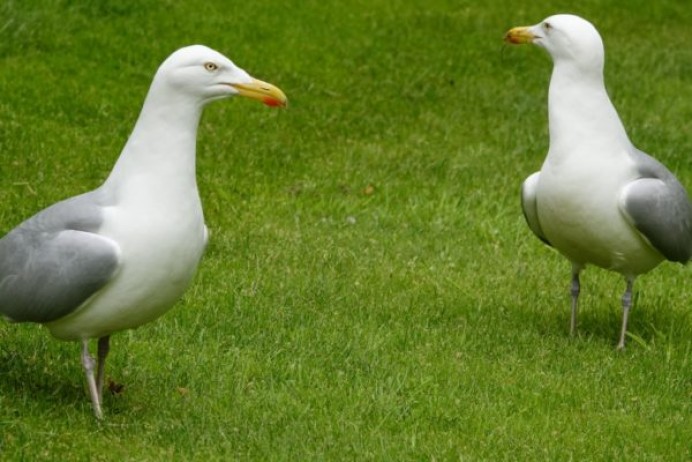 El Ayuntamiento de Llanes inicia el control de la gaviota patiamarilla en el casco urbano