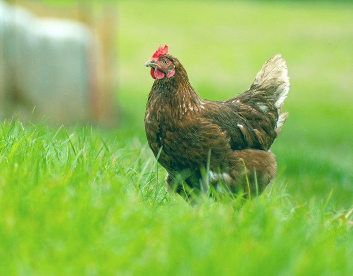 Asturias permite de nuevo la cría de aves al aire libre salvo en ocho concejos por la gripe aviar