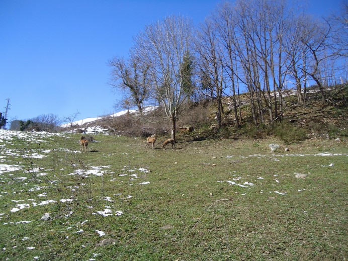 El Parque de la Prehistoria de Teverga incorpora tres ejemplares de gamos y tres ciervos