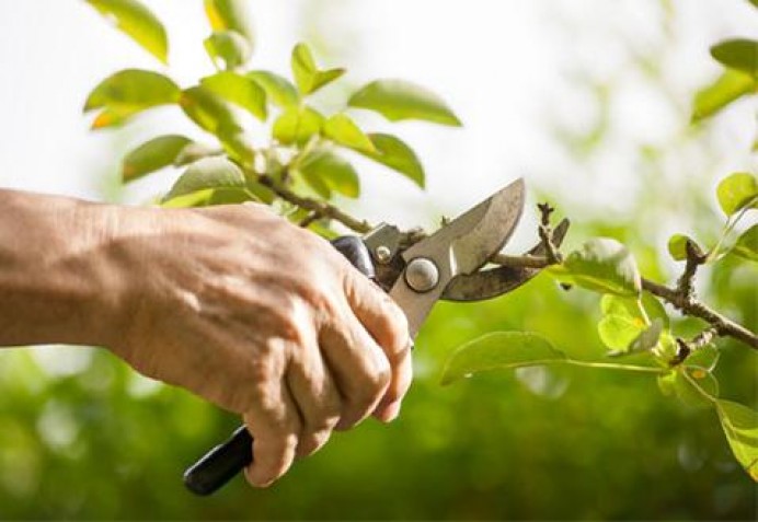 Taller de Poda y manejo de árboles frutales en la Casa Municipal de Cultura de Llanes