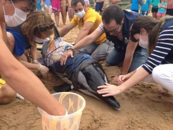 Varamiento de delfín en la Playa de Vega