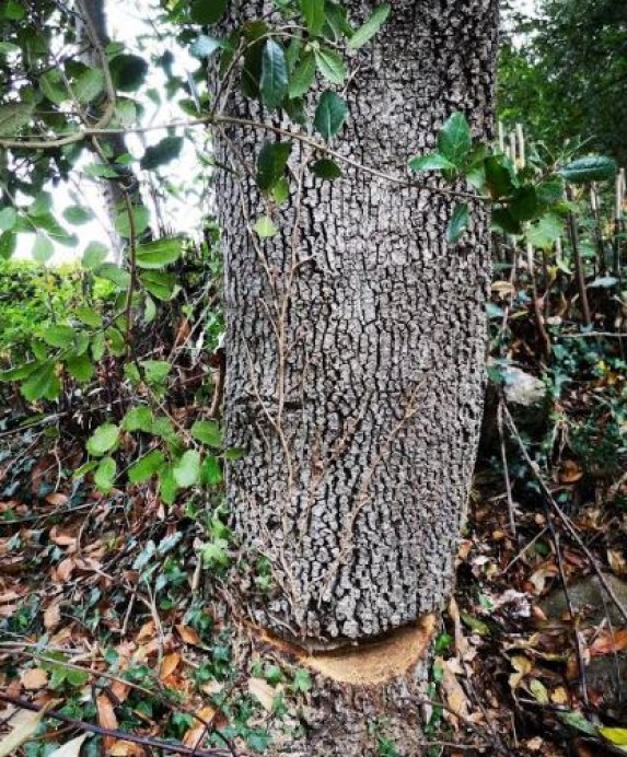 Denunciamos los daños a encinas para construir en Ribadesella
