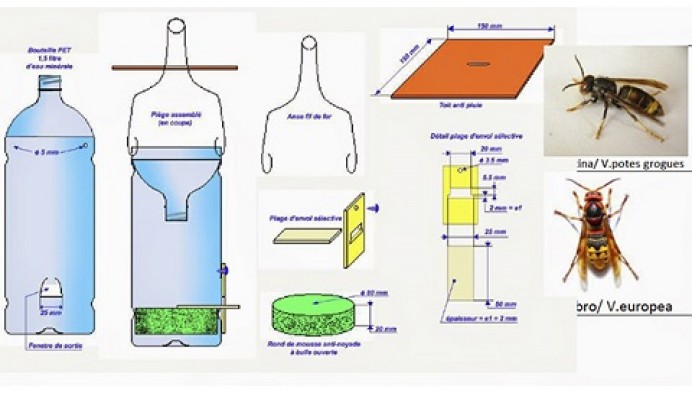 Reparto trampas captura avispa asiática