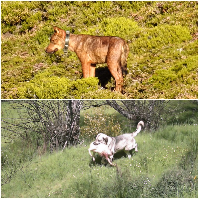 FAPAS alerta: grupos de perros asilvestrados sustituyen a manadas de lobos en Asturias