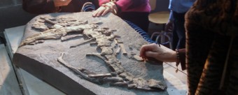 Dos bloques con fósiles de dinosaurios de la colección del MUJA se escanearán en un hospital veterinario de Gijón