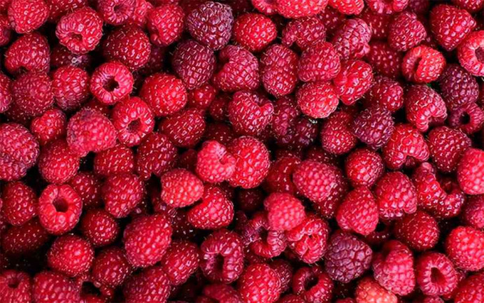 Aprobación inicial del Plan Especial y estudio de implantación para plantación de frutos rojos, en Luces, Colunga