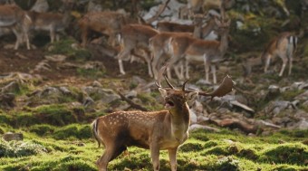 Programación de las XVIII Jornadas de la Sierra del Sueve