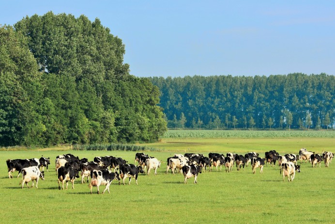 USAGA anima a los ganaderos a sumarse a la denuncia colectiva contra el cártel de la leche