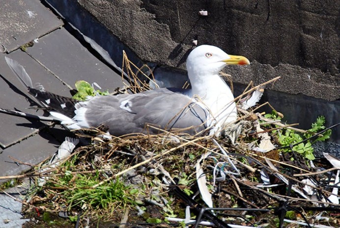 Proyecto de control gaviota patiamarilla en Llanes, AVISO
