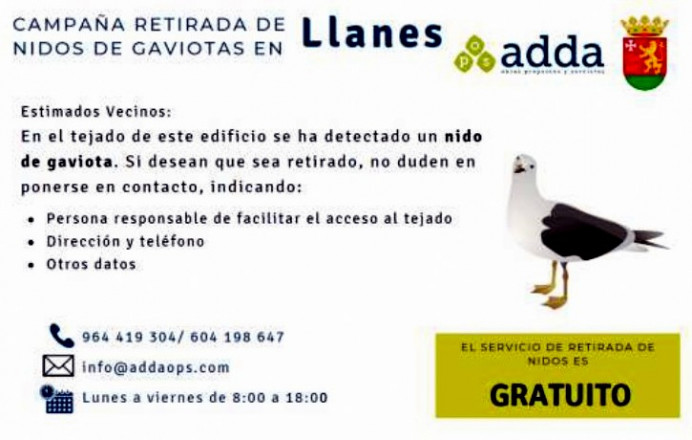 Llanes inicia trabajos control gaviota patiamarilla