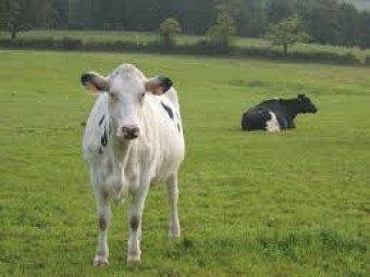 La OCU vuelve a analizar las leches, tres años después de su polémico informe de 2011