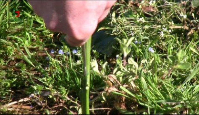 Jornada técnica de injertos en frutales