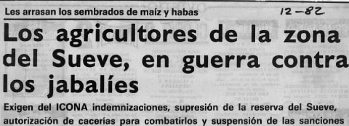 Colunga y los jabalíes nunca han casado bien