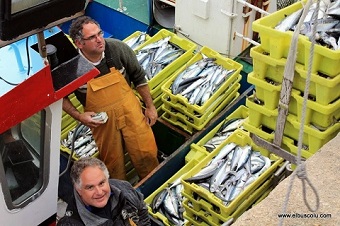 La xarda ya está en nuestro caladero, si el día 23 no se abre la pesquería, ¿quién va a asumir la responsabilidad?