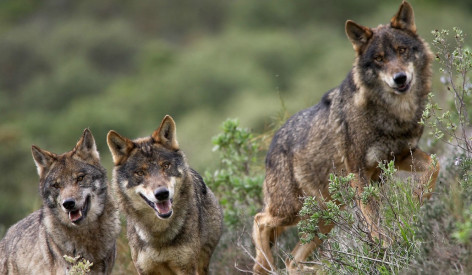 El Gobierno de Asturias convoca el Comité Consultivo del Lobo para el 12 de agosto