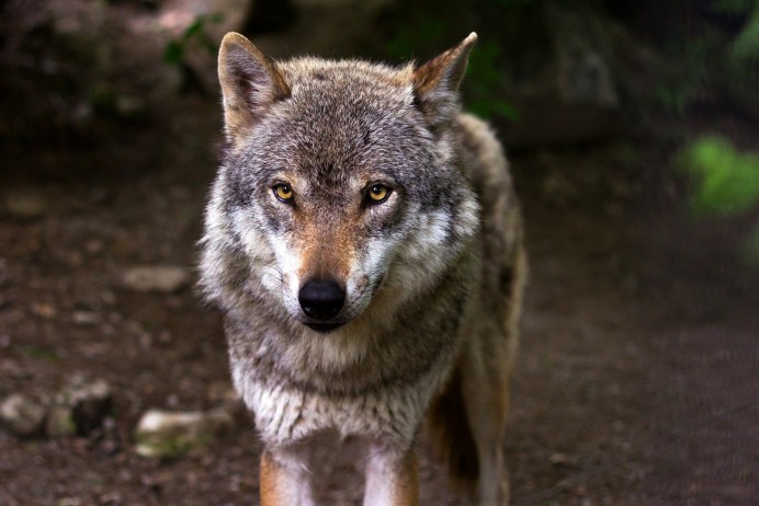 Piden explicaciones por la muerte de un lobo en el Picu Pienzu y alertan de un posible caso de envenenamiento