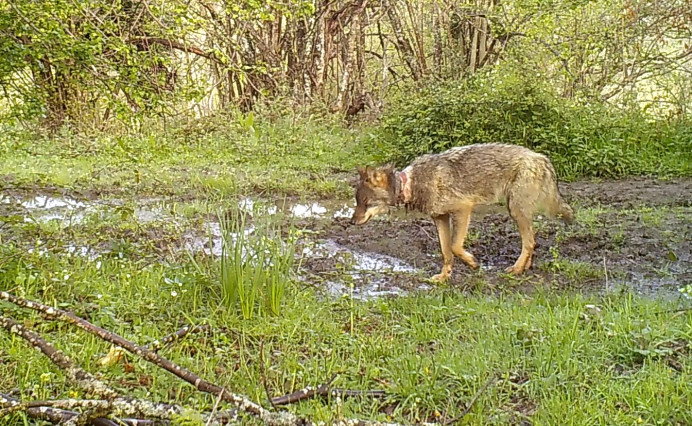 FAPAS acusa al Gobierno del Principado de la mutilación de decenas de ejemplares de lobo en un programa de captura