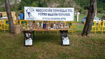 I Concurso Monográfico del Mastín Español