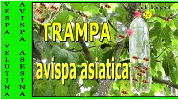 Campaña de trampeo contra la avispa asiática