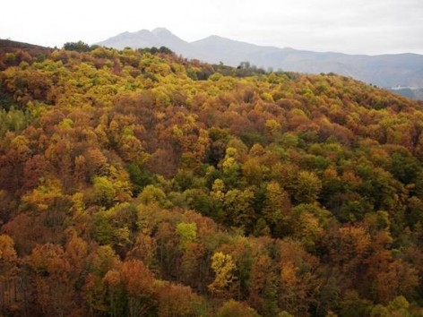 Medio Rural invierte 85.791 euros en tratamientos silvícolas y repoblaciones forestales en Piloña e Ibias