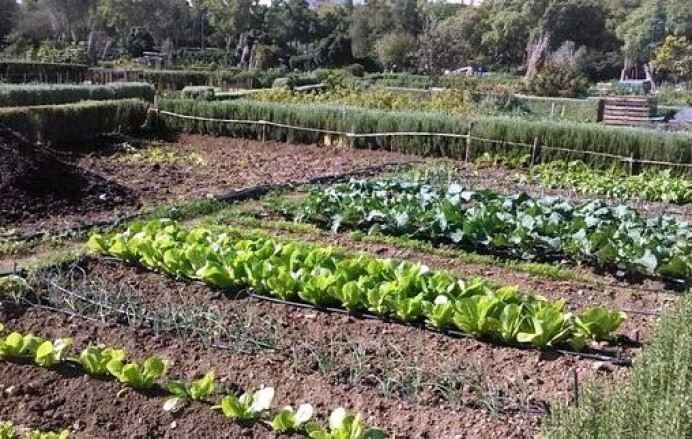 Convocado proceso para optar 12 huertos urbanos de Llanes